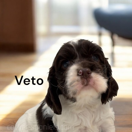 puppy, for, sale, Cocker Spaniel, Joe & Cherri  Overlease, dog, breeder, Miller, MO, dog-breeder, puppy-for-sale, forsale, nearby, find, puppyfind, locator, puppylocator, aca